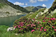 03 Lago di Sopra (2095 m) con estese fioriture di rododendri rossi
